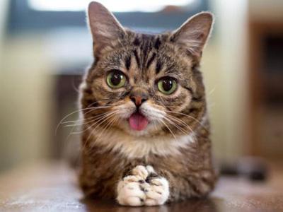 Lil Bub, Kucing 'Melet' yang Siap Luncurkan Buku!